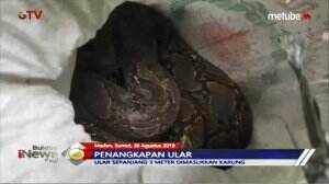 Warga Heboh! Tangkap Ular 3 Meter Ramai Ramai
