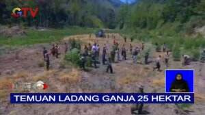 Polisi Temukan Ladang Ganja 25 Hektar di Aceh, 1 Petani Diamankan