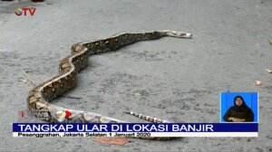 Waspada Satwa Liar Saat Banjir, Warga Bintaro Digegerkan Ular Sanca 3 Meter