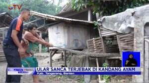 Meresahkan Warga, Ular Sanca Kerap Memangsa Hewan Ternak Ditangkap