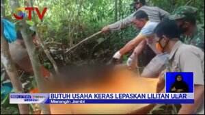 Warga Jambi Tewas Dililit Ular Sanca Saat Berburu Babi Hutan