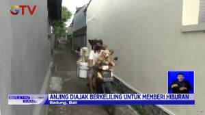 Viral! Seorang Pria di Bali Berjualan Sembari Bonceng 6 Ekor Anjing Sekaligus