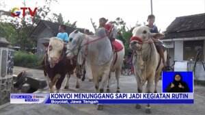 Cara Unik Warga Isi Waktu Luang Tunggangi Sapi Saat Pandemi