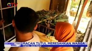 Resahkan Warga, Macan Tutul Ditangkap Masuk Perangkap Besi