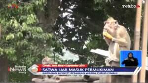 Monyet Liar Masuk Pemukiman