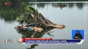 Ratusan Bangkai Babi Mengambang di Sungai