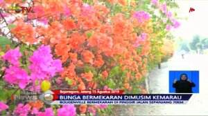 Kemarau, Bunga Bermekaran