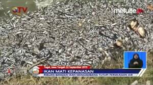 Fenomena Ribuan Ikan Mati Mendadak