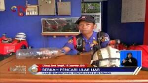 Kumpulkan Jutaan Rupiah, Berkah Indra Si Pencari Ular di Musim Penghujan