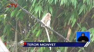 Teror Monyet Liar Serang Sekitar Pemukiman Warga Banten