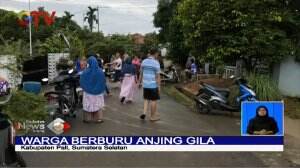 Lima Orang Menjadi Korban Gigitan, Warga Buru Anjing Gila Dengan Senapan di Sumatera Selatan
