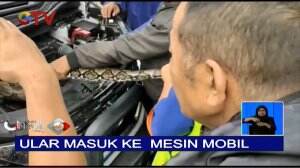 Ular Piton Melilitkan Badannya di Mesin Mobil Terparkir di Bandara Minangkabau