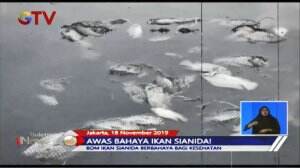 Waspada! Ikan Beracun Akibat Bom Ikan Sianida