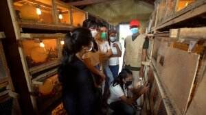 Mengikuti Proses Perkembangbiakan Burung Puyuh di Peternakan - HSB Eps. 95