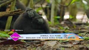 Puluhan Hewan Maskot Kekayaan Alam Indonesia