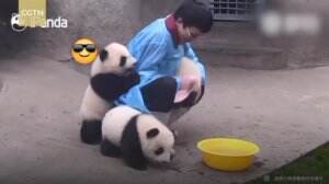 Gemesnya! Ini Tingkah Laku Para Panda