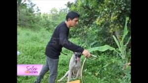 Lucky Halim Melepaskan Ular Cobra  Hasil Tangkapan Dengan Warga Di Pinggiran Depok.