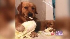 Duo Anjing Ini Makan Sehat