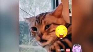 Ekspresi Kucing Dengar Rekannya Buang Angin