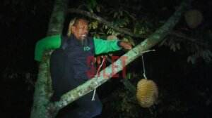 150 Pohon Durian Milik Syahrudin Firdaos Siap Dipanen