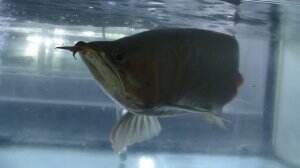 Benarkah Mitos Ikan Arwana Membawa Keberuntungan?