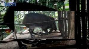 Babi Jadi-Jadian Hebohkan Masyarakat