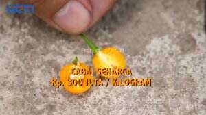 Fantastis! Kumpulan Sayur Dan Buah Termahal Di Dunia