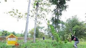 Duh Cameraman Bedah Rumah Tertimpa Pohon Yang Ditebang