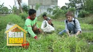 Pak Uhar Beserta Anaknya Sehari-Hari Bekerja Mencari Rumput Untuk Pakan Kambing