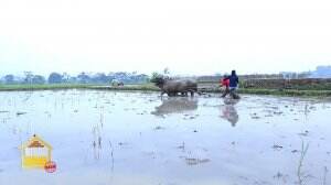 Mengikuti Keseharian Keluarga Bapak Makmur Yang Penuh Perjuangan