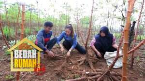 Anak-Anak Pak Sahi Juga Ikut Bekerja Untuk Membantu Keluarga