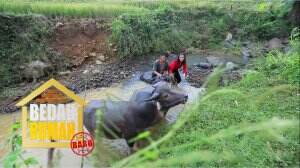 Selain Memecah Batu Pak Yusup Bekerja Menggembala Kerbau