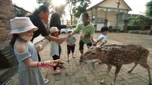 Keseruan Arsy Arsya Main Bareng Hewan