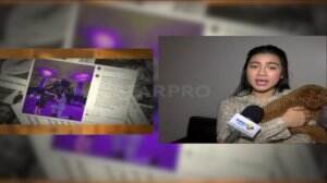 Tidak Lama Lagi Felicya Angelista Dan Caesar Hito Resmi Menikah