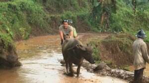 Keseruan Membajak Sawah Menggunakan Kerbau - Travel Addict Eps. 132