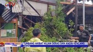 Akibat Hujan Deras Dan Angin Kencang Mengakibatkan Sebuah Pohon Tumbang