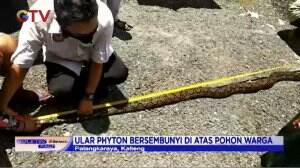 Ular Piton Bersembunyi di Atas Pohon Warga di Palangkaraya