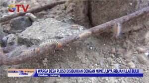 Warga Desa Ploso Disibukan Dengan Munculnya Ribuan Ulat Bulu