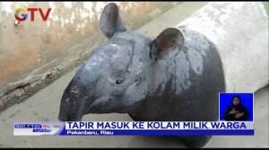 Seekor Tapir Liar Masuk Ke Kolam Warga