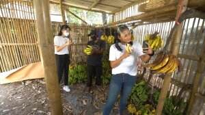 Hasil Riset Gaby Mengenai Pisang - HSB Eps. 99
