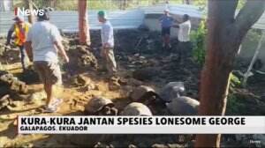 Ditemukan 30 Kura-kura dari 2 Spesies Langka di Galapagos, Ekuador