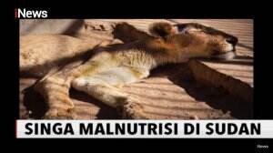 Kondisi Mengenaskan Singa dengan Malnutrisi di Sudan Jadi Sorotan Dunia