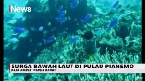 Keindahan Bawah Laut Pulau Pianemo, Raja Ampat