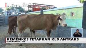 Kemenkes Tetapkan Kasus Antraks di Gunungkidul Yogyakarta sebagai KLB
