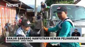 Banyak Hewan Ternak Milik Warga Hanyut Pascabanjir Bandang Bondowoso