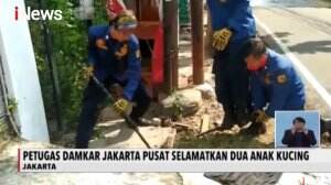 Damkar Selamatkan 2 Anak Kucing Terjebak Dalam Saluran Air
