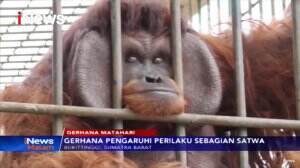 Gerhana Matahari Pengaruhi Sebagian Perilaku Satwa di Kebun Binatang Bukittinggi