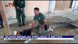 Buaya Sepanjang 5 Meter Berhasil Ditangkap