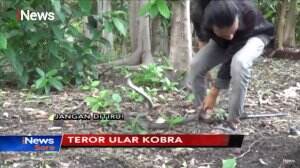 Pawang Ular Terkena Bisa Ular Kobra di Jombang