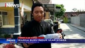 Puluhan Anak Ular Kobra Berkeliaran di Pemukiman